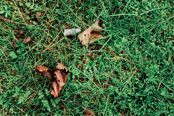 dried leaves