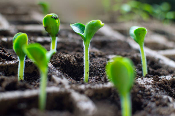 frische sämlinge aus mark (zucchini) "wanda" wachsen im frühjahr in kartonbehältern im haus. vorbereitung auf die wiederbepflanzung in einem gewächshaus. - greenhouse stock-fotos und bilder