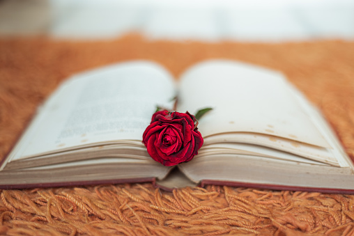 Red rose inside an open book with the flower head outside