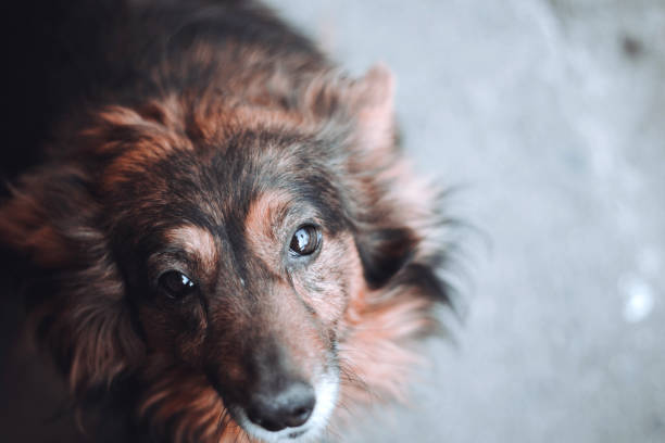 istock A stray dog looking straight into the lens 1219412927