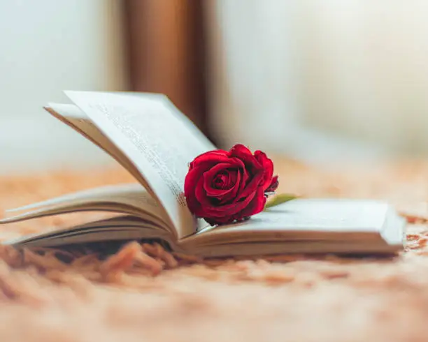 Photo of Red rose inside an open book