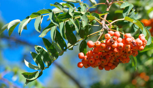 istock ashberry at dry sunny summer day 1219413262