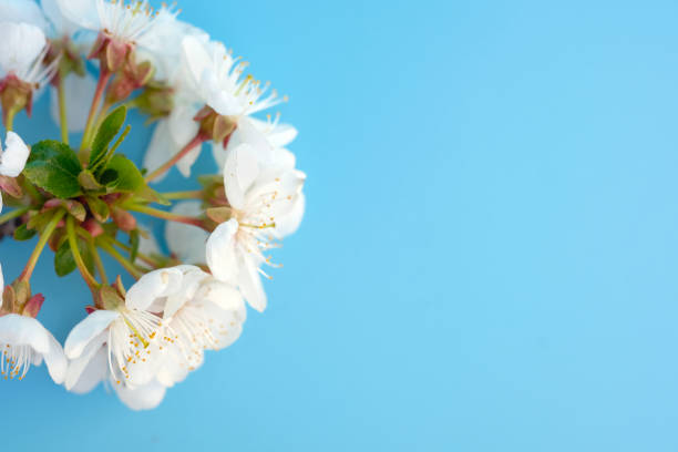 Photo of an Sweet Cherry tree flower blossom bloom and grow on a blue background. Blooming small white flower of Prunus avium. Prunus avium, commonly called wild cherry, sweet cherry, or gean, is a species of cherry, a flowering plant in the rose family, Rosaceae. It is native to Europe, Anatolia, Maghreb, and Western Asia, from the British Isles south to Morocco and Tunisia, north to the Trondheimsfjord region in Norway and east to the Caucasus and northern Iran, with a small isolated population in the western Himalaya.