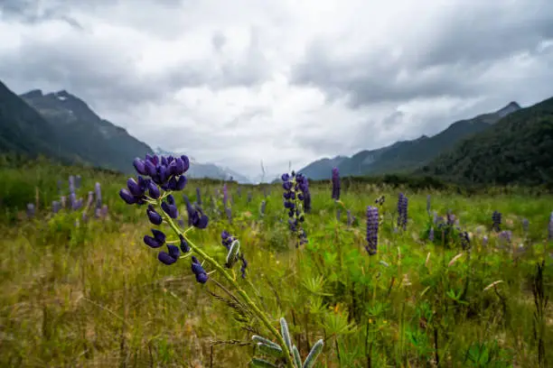 Photo of Flowers in a Field