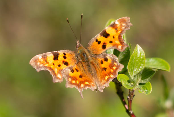 istock Painted Lady Butterfly in Eynsford, Kent 1219414595