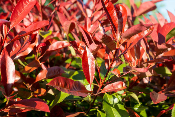 Photinia Red Robin in Eynsford, England
