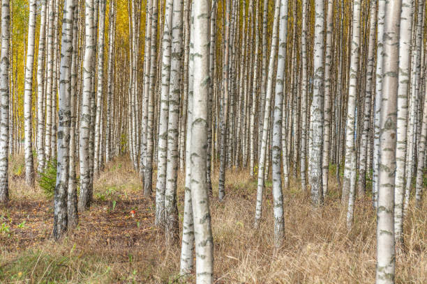 istock Birch trees with fresh green leaves in autumn. Sweden, selective focus 1219415027