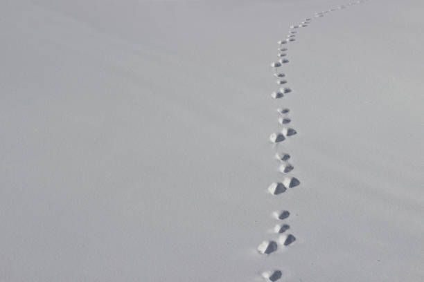 istock Wild animal footprints on pure white snow with copy space 1219415547