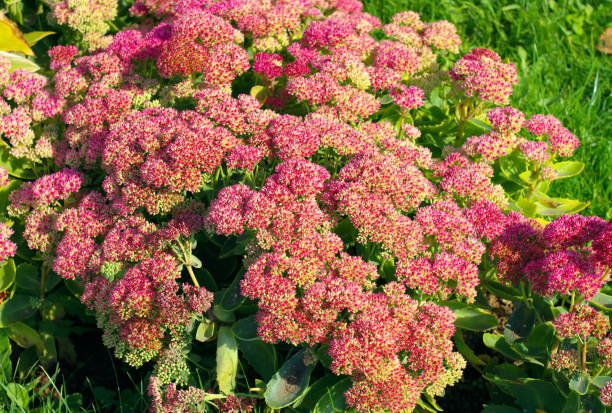 istock red little flowers 1219416205