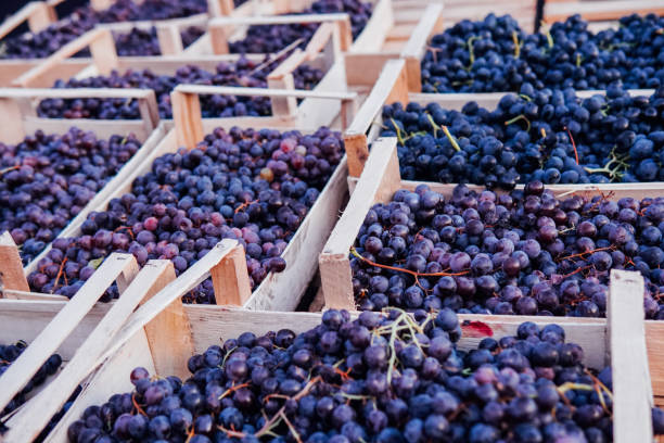 istock boxes of ripe grapes after the harvest 1219416738