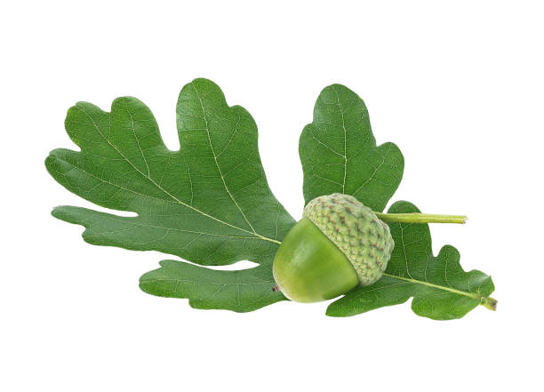 istock Young acorn and green oak leaf isolated on a white background 1219417478