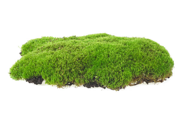 istock Green forest moss isolated on a white background 1219417485