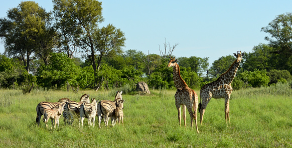 `Giraffes and Zebra in a field.