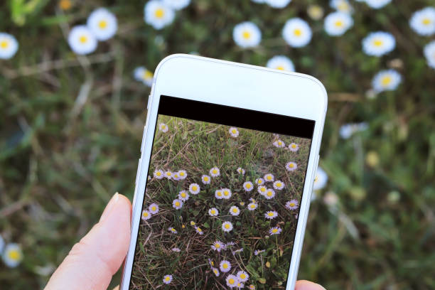 Girl take picture of  daisy flowers stock photo