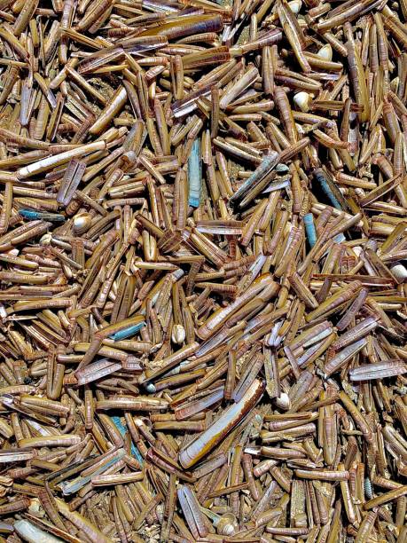 istock Razor clams on the beach 1219420716