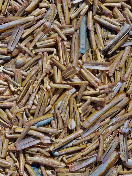 istock Razor clams on the shore 1219420735