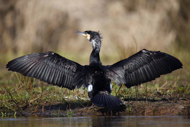 istock Cormorant when drying the wings 1219420796
