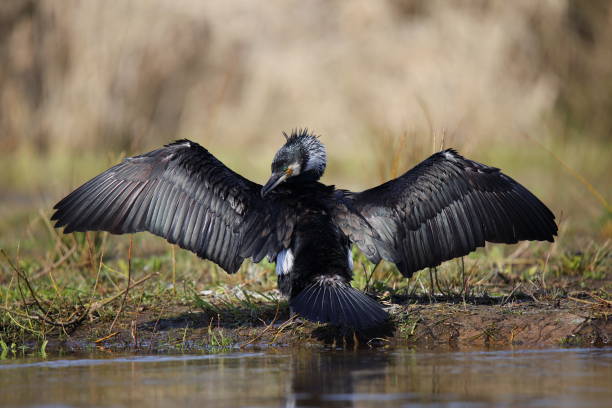 istock Cormorant when drying the wings 1219420899