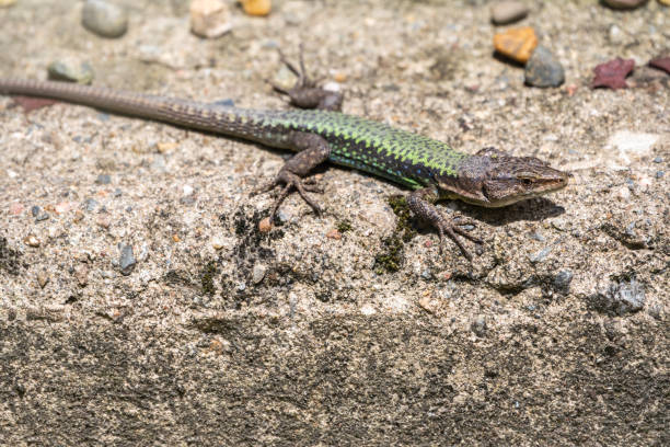 istock Green Lizard sits on a stone under the sun 1219421926
