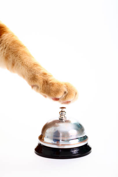 istock Ginger cats paw about to ring a service bell 1219422255