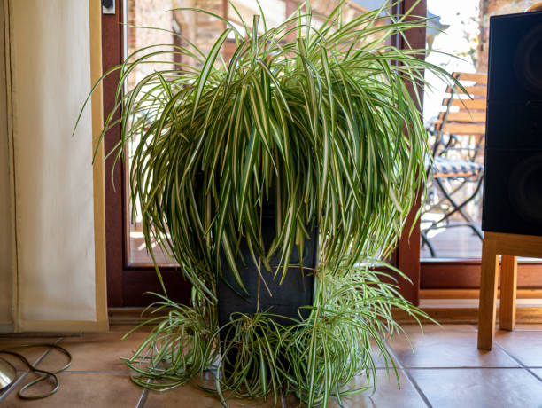 istock Green plant in living room 1219423618