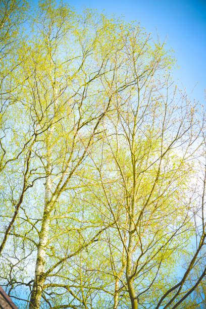 branches with yellow leaves on a background of glade in drops of dew, spring nature after the rain.