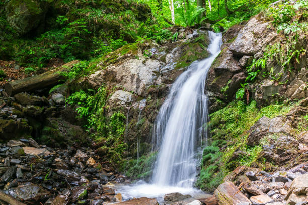 istock A creek in a green forest with a waterfall, shot with a long exposure. 1219424780