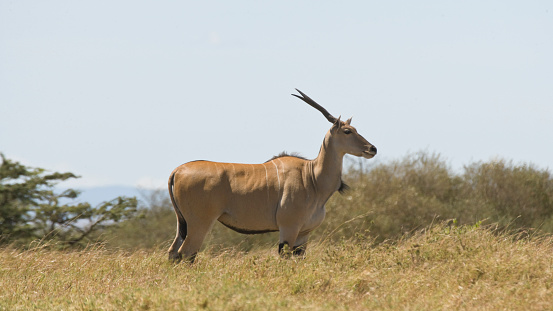 Female Eland Taurotragus oryx, in the wild, Maasai Mara National Reserve; Kenya