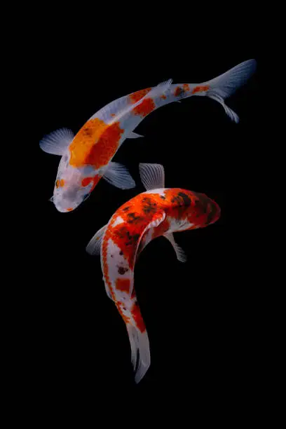 koi fish