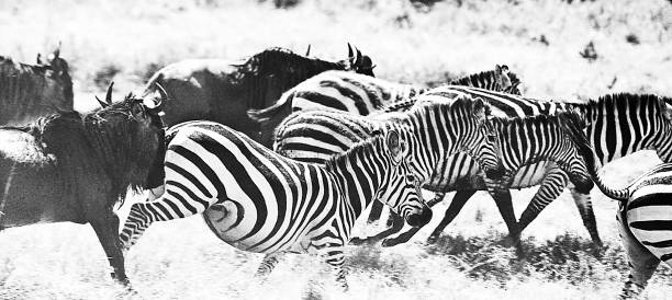 istock Zebra in the Masai Mara, Kenya, Africa 1219426423