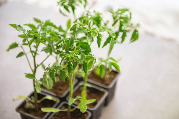 Young tomato plant in a pot Young tomato plant in a pot tomato plant photos stock pictures, royalty-free photos & images