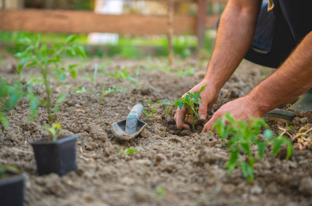 istock Farmer planting tomatoes seedling in organic garden 1219428121