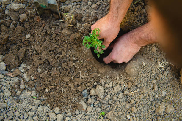 istock Farmer planting tomatoes seedling in organic garden 1219428286