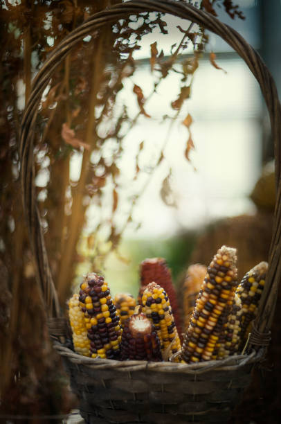 corncobs with colorful seeds in the straw basket. Autumn still life