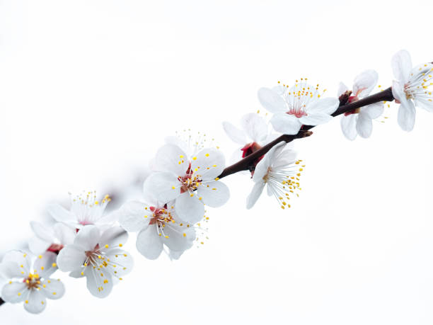 istock A branch of a blossoming apple tree on a white background. Spring flowering trees in the garden. Close-up, shallow depth of field. 1219429708