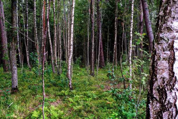 istock Summer landscape Deciduous forest. White birch trunks in a birch grove. 1219430857