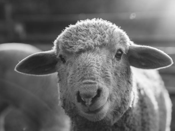 istock Sheep portrait at organic farm 1219430884