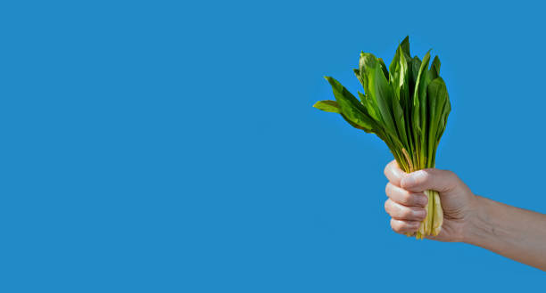female hand holds a bunch of wild onions (wild leek) blue background, copy space for text. ramson, the first spring edible grass, spring vitamins. - herbal medicine nature ramson garlic imagens e fotografias de stock