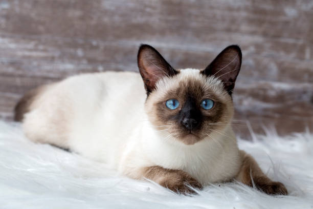 istock Pet animal; cute siamese kitten 1219431182