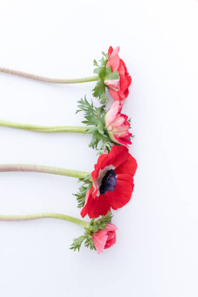 istock Anemone coronaria flower heads 1219432201