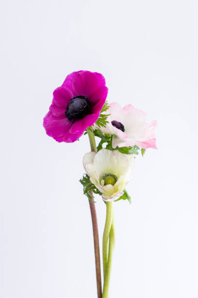 istock Anemone coronary flowers 1219432494