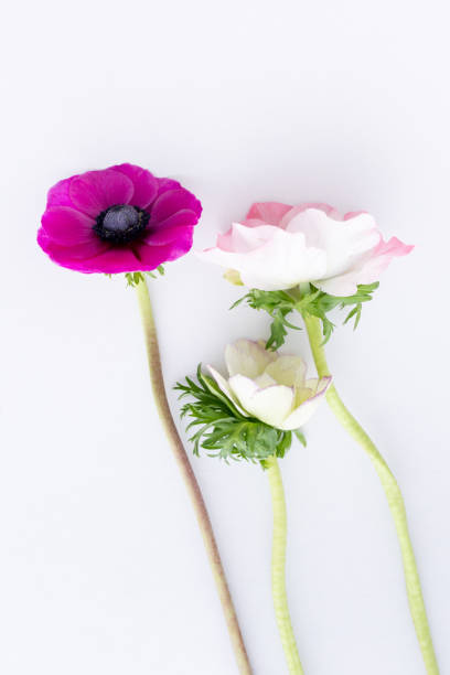 istock Anemone coronary flowers 1219432495