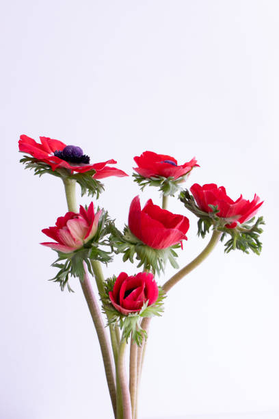 istock Anemone coronaria flowers in a bouquet 1219432760