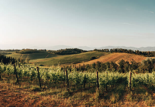 istock chianti vineyard in italy 1219432882