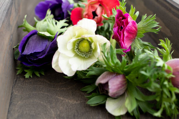 fiori multicolori di anemone coronaria - anemone flower wood anemone windflower flower foto e immagini stock