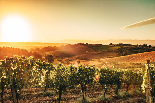 istock chianti vineyard in italy 1219432905