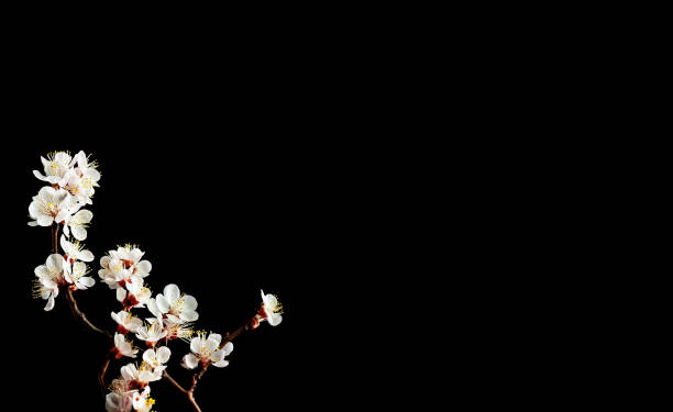 istock A branch of a blossoming apple tree on a black background. opy space for text. A brief moment of spring, enjoying the instant of flowering fruit trees. 1219432962