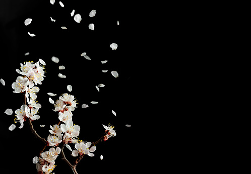 A branch of blooming cherry is located on a black background. Flying petals from a branch. Copy space for text. A brief moment of spring, enjoying the instant of flowering fruit trees.