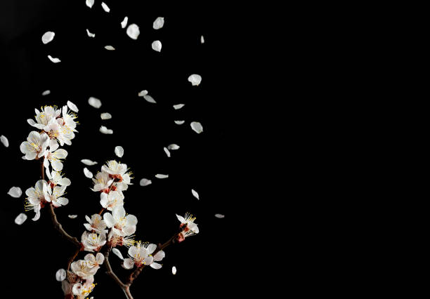 A branch of blooming cherry is located on a black background. Flying petals from a branch. Copy space for text. A brief moment of spring, enjoying the instant of flowering fruit trees. stock photo
