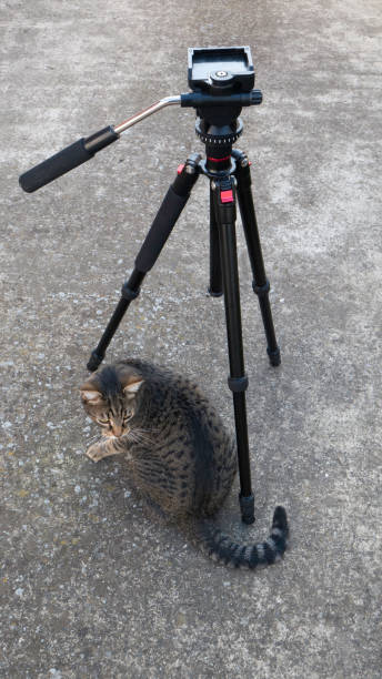 istock Tom cat next to a tripod on a street. 1219432981